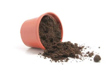 Peat-Moss