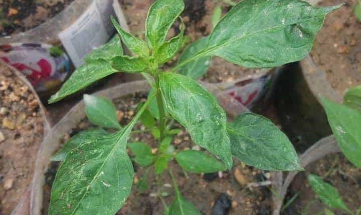 Disebabkan Virus. Sumber: Cik Puan Maz Linda