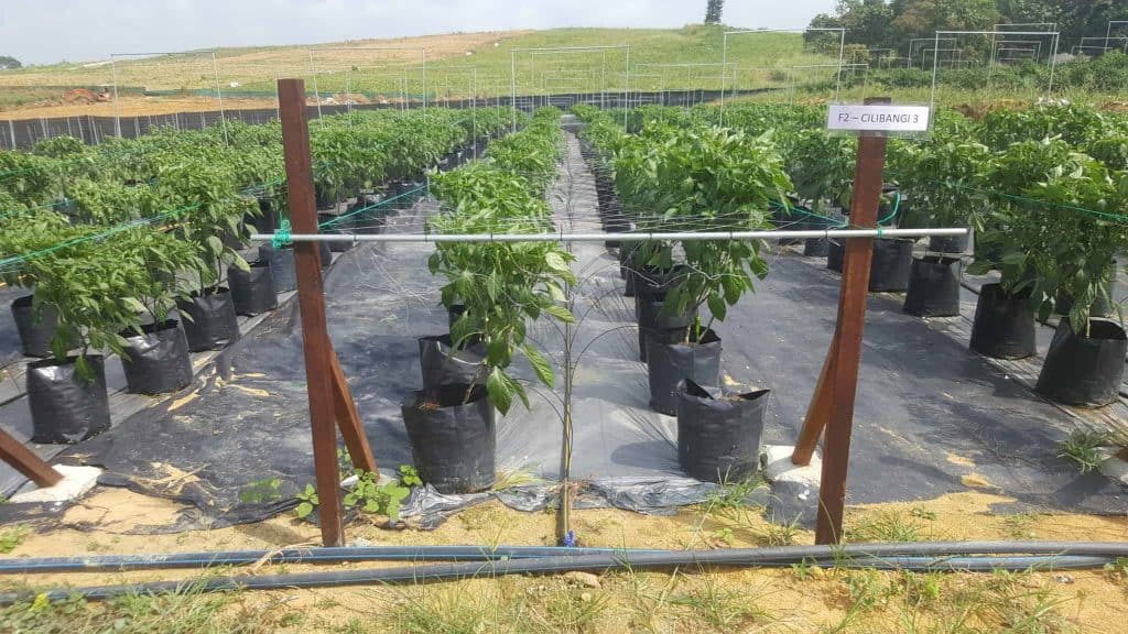 Jaring Timun Pokok Cilibangi